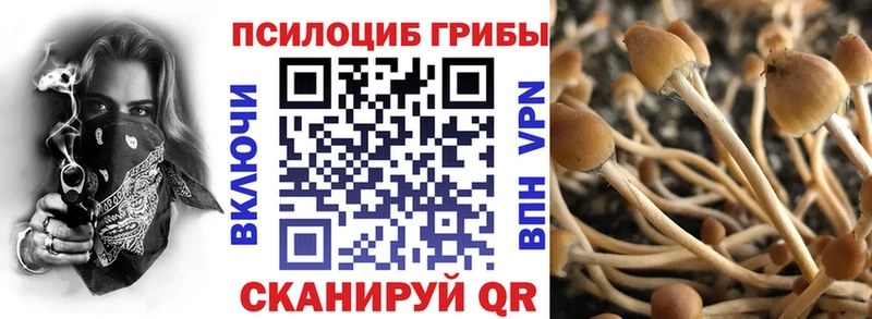 дарнет шоп  Новотитаровская  Псилоцибиновые грибы прущие грибы 